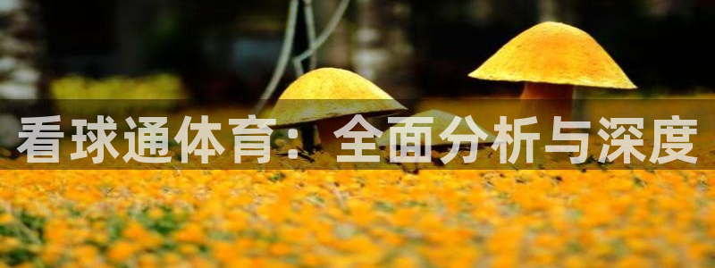 看球通体育：全面分析与深度